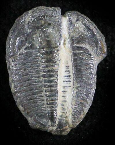 Elrathia Trilobite - Wheeler Shale, Utah #24830